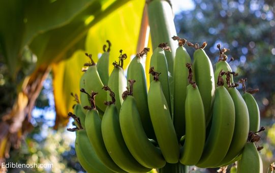 Anatomy of a Banana Plant