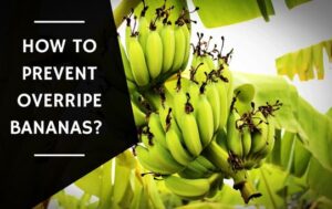 How To Prevent Overripe Bananas