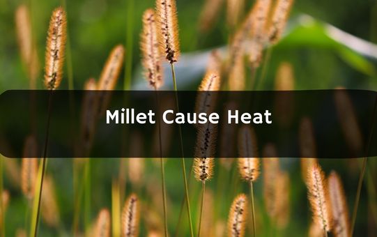 Does Millet Cause Heat