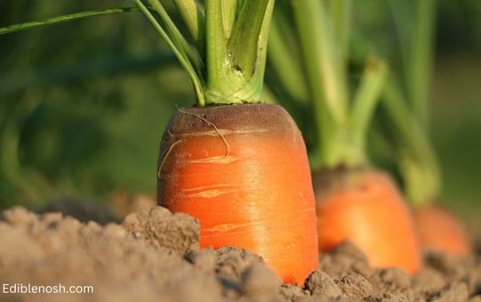 The Edibility of Carrot Stems