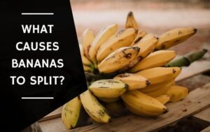 What Causes Bananas to Split (1)