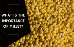 What Is The Importance Of Millet