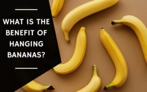 What Is the Benefit of Hanging Bananas