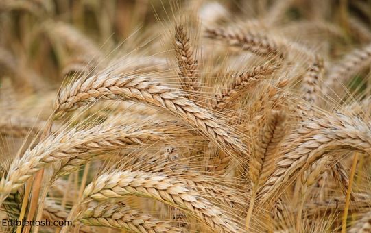 Which is better - farro or barley