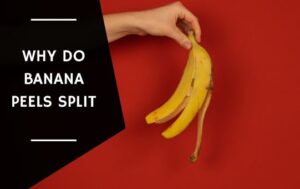 Why Do Banana Peels Split