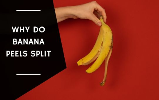 Why Do Banana Peels Split