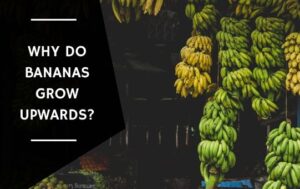 Why Do Bananas Grow Upwards