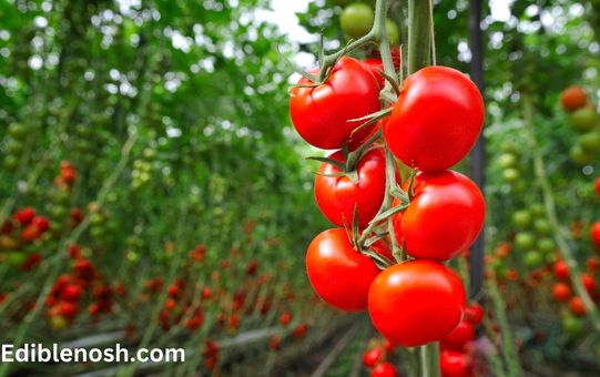 Benefits of Tomatoes