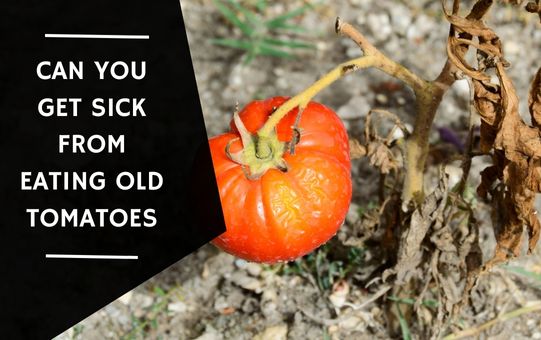 Can You Get Sick From Eating Old Tomatoes