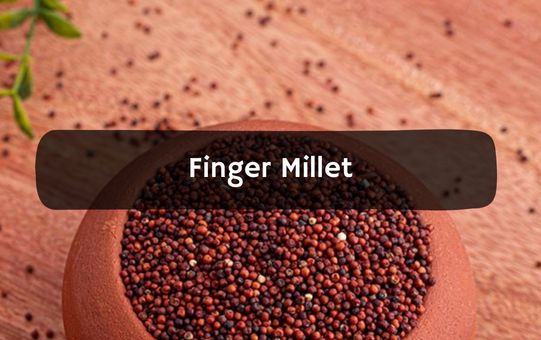 Finger Millet