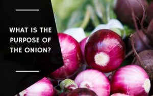 What Is The Purpose Of The Onion