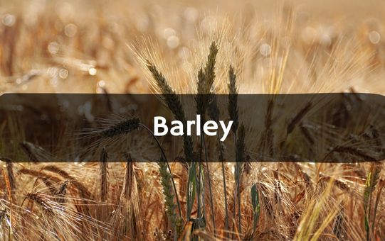 What is Barley